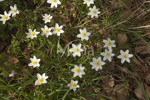 Bosanemoon (Anemone nemorosa)