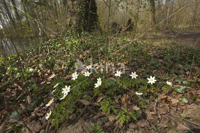 Bosanemoon (Anemone nemorosa)