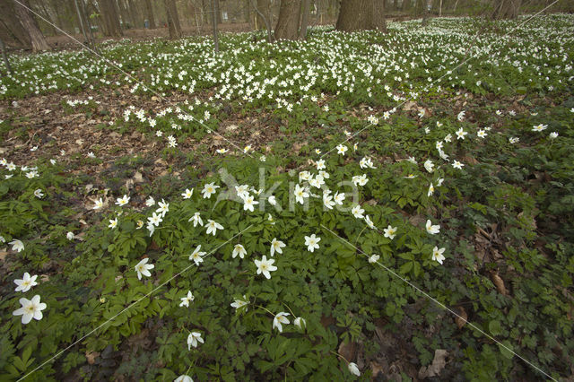 Bosanemoon (Anemone nemorosa)