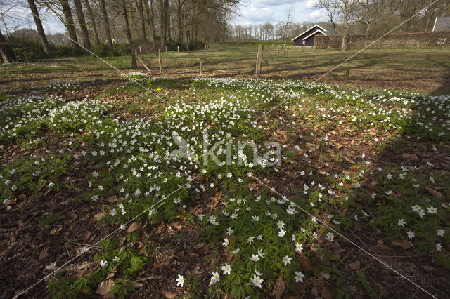 Wood Anemone (Anemone nemorosa)