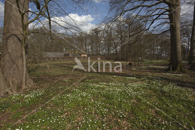 Wood Anemone (Anemone nemorosa)