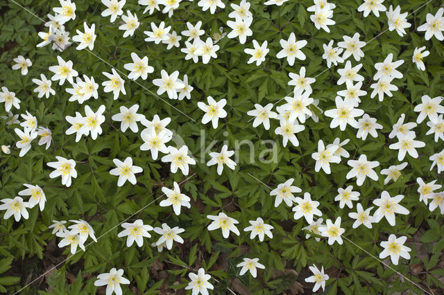 Bosanemoon (Anemone nemorosa)