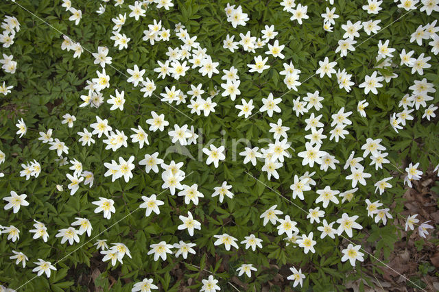 Wood Anemone (Anemone nemorosa)