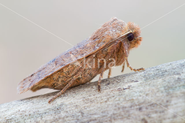 Bosbesuil (Conistra vaccinii)