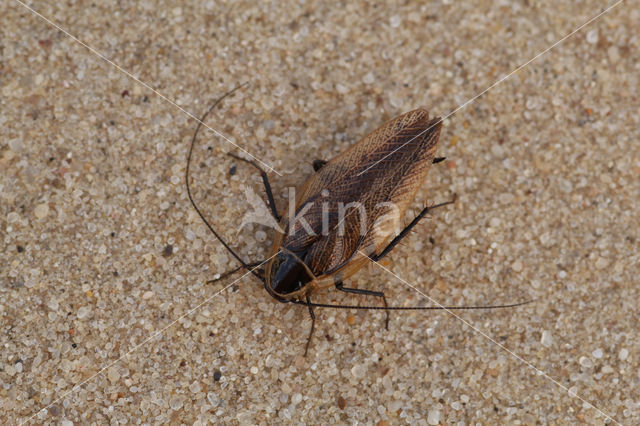 forest cockroach (Ectobius sylvestris)