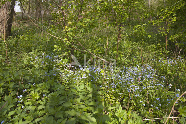 Wood Forget-me-not (Myosotis sylvatica)