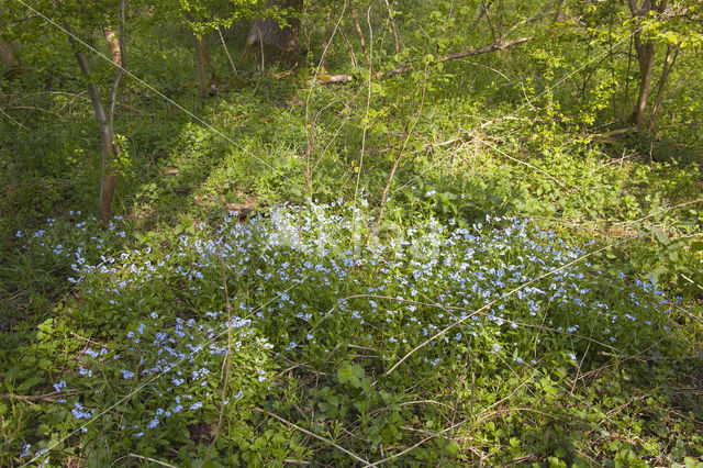 Bosvergeet-mij-nietje (Myosotis sylvatica)