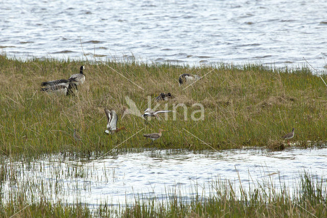 Brandgans (Branta leucopsis)