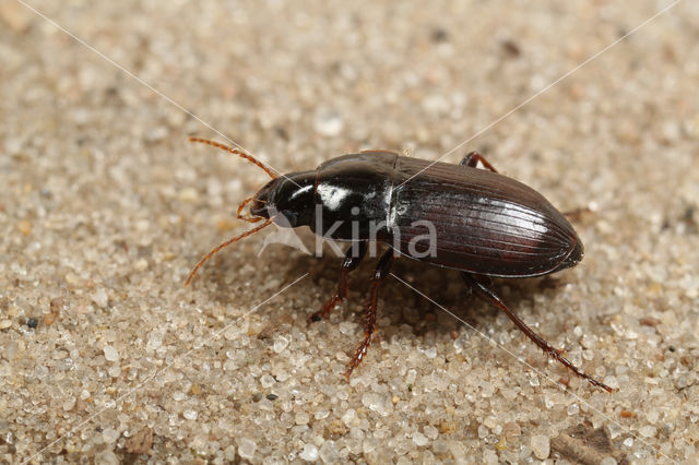 Harpalus servus