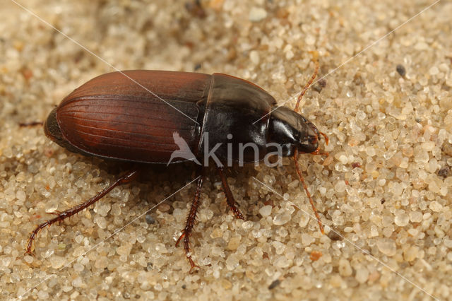 Harpalus servus