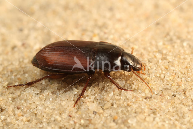 Harpalus servus