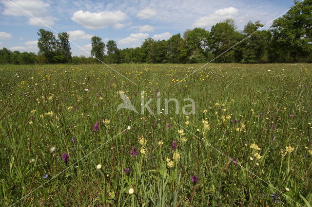 Western Marsh-orchid (Dactylorhiza majalis)