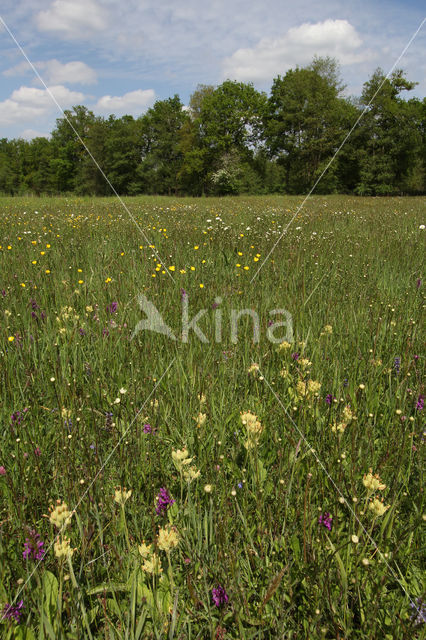 Brede orchis (Dactylorhiza majalis)