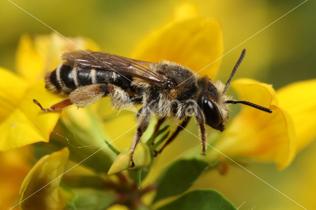 Andrena ovatula