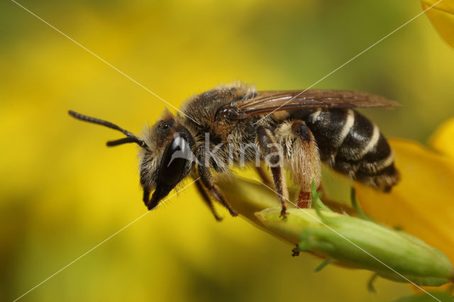 Bremzandbij (Andrena ovatula)