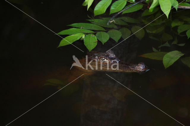 Spectacled Caiman (Caiman crocodilus)