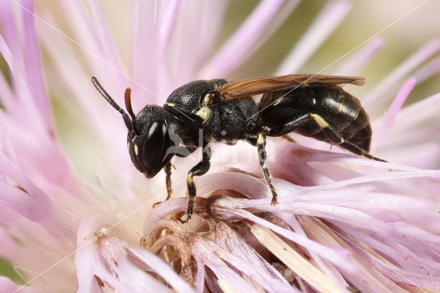 Brilmaskerbij (Hylaeus dilatatus)