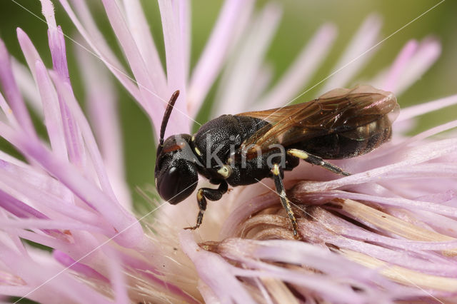 Hylaeus dilatatus