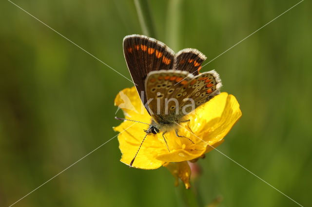 Bruin blauwtje (Aricia agestis)