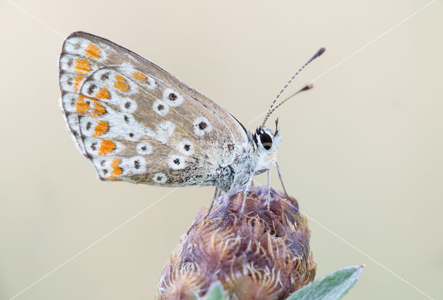 Brown Argus (Aricia agestis)