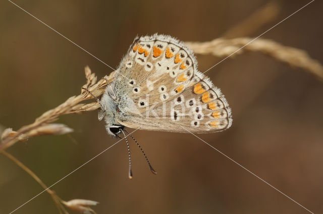 Brown Argus (Aricia agestis)