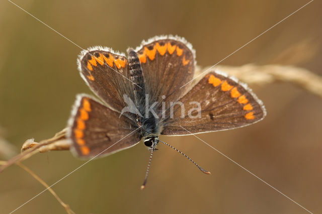 Brown Argus (Aricia agestis)