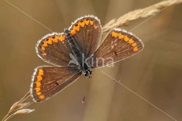 Brown Argus (Aricia agestis)