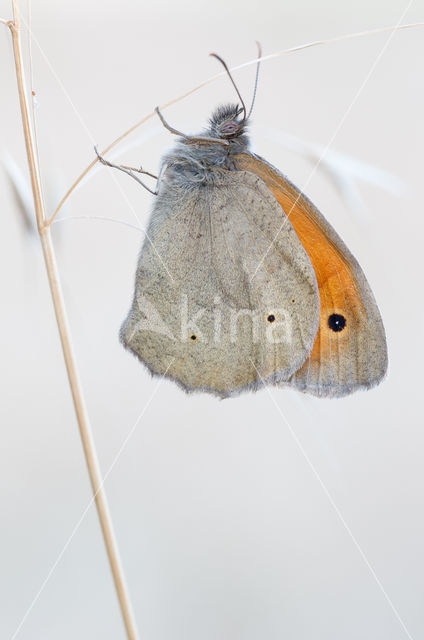 Meadow Brown (Maniola jurtina)