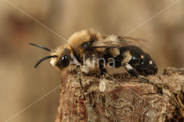 Bruine rouwbij (Melecta albifrons)