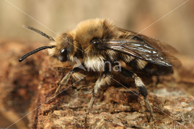 Bruine rouwbij (Melecta albifrons)