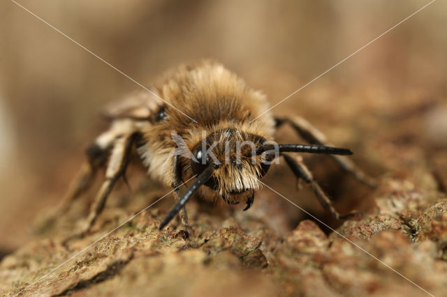 Bruine rouwbij (Melecta albifrons)