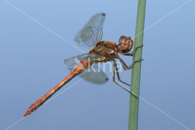 Bruinrode heidelibel (Sympetrum striolatum)