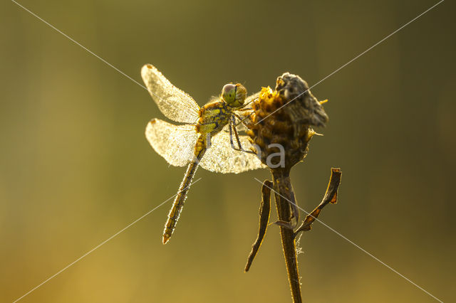 Common Darter (Sympetrum striolatum)