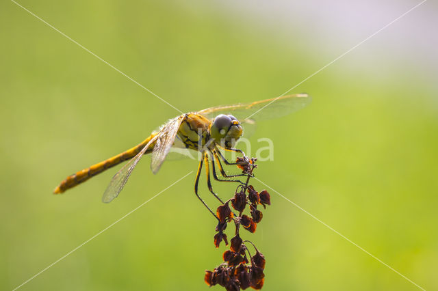 Common Darter (Sympetrum striolatum)