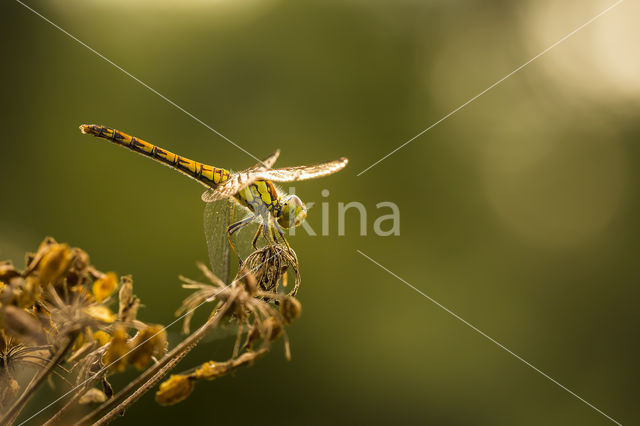 Common Darter (Sympetrum striolatum)