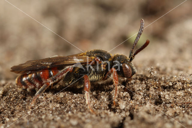 Wasp-bee (Nomada fuscicornis)