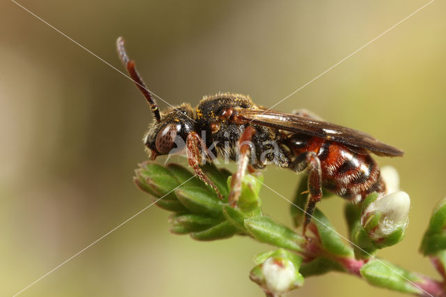 Wasp-bee (Nomada fuscicornis)