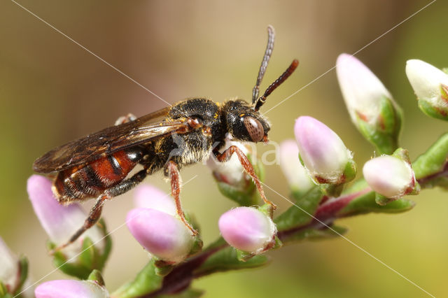 Wasp-bee (Nomada fuscicornis)