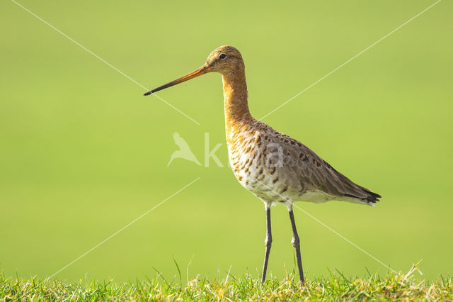 Black-tailed Godwit (Limosa limosa)