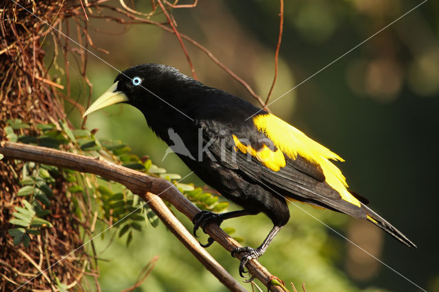 Yellow-rumped Cacique (Cacicus cela)