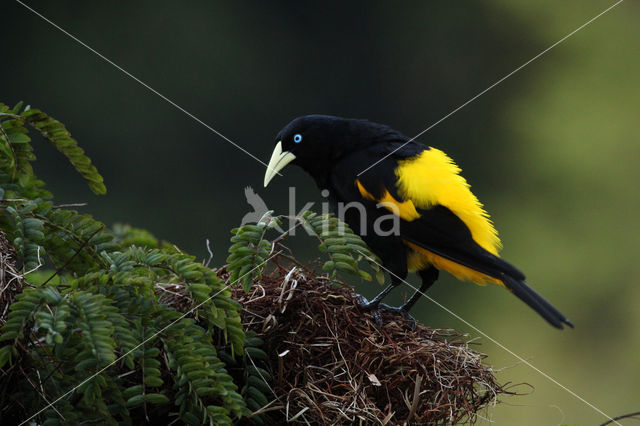 Yellow-rumped Cacique (Cacicus cela)