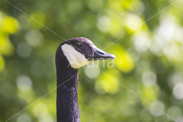 Canadese Gans (Branta canadensis)