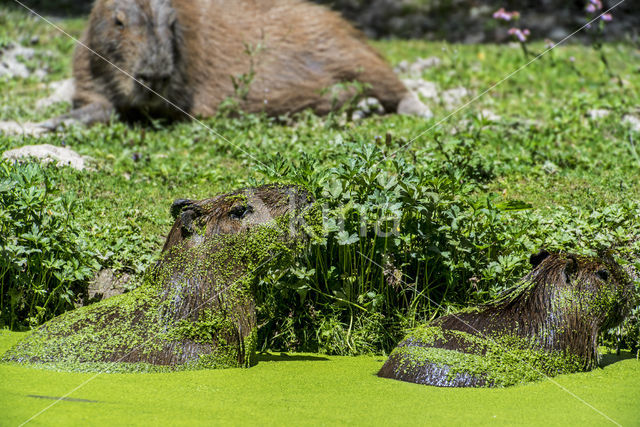 capybara (Hydrochoerus hydrochaeris)