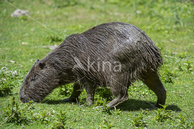 capybara (Hydrochoerus hydrochaeris)