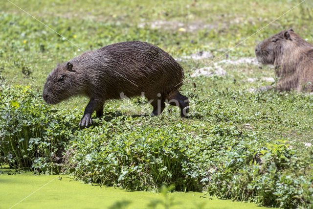 capybara (Hydrochoerus hydrochaeris)