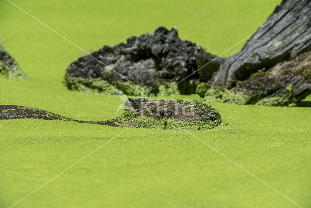 Capibara