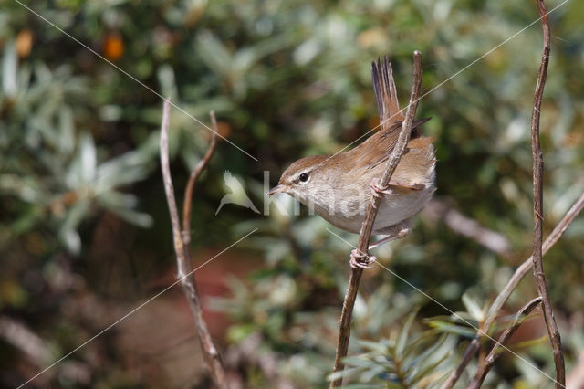 Cetti's Zanger (Cettia cetti)