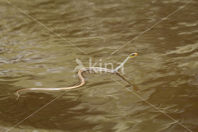 Amazonian Whipsnake (Chironius exoletus)