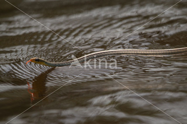 Amazonian Whipsnake (Chironius exoletus)