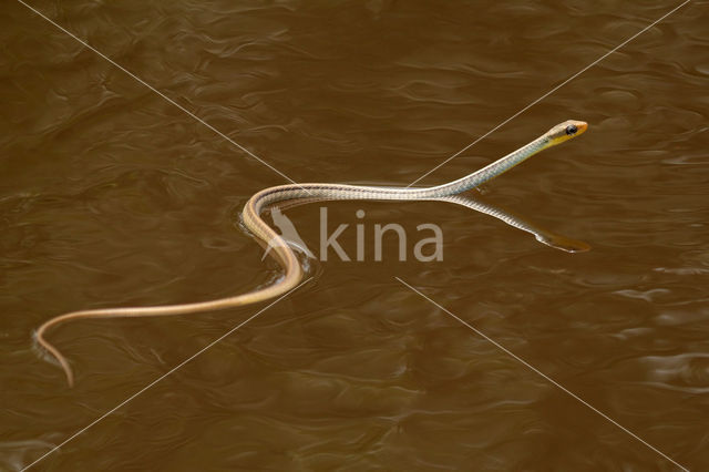 Amazonian Whipsnake (Chironius exoletus)